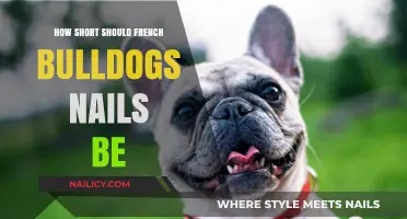 Perfect French Bulldog Nail Length: Trimming Tips for Healthy Paws