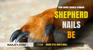Ideal German Shepherd Nail Length: Tips for Healthy Paw Care