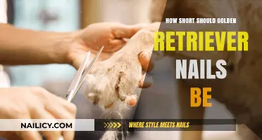 Perfect Golden Retriever Nail Length: Trimming Tips for Healthy Paws