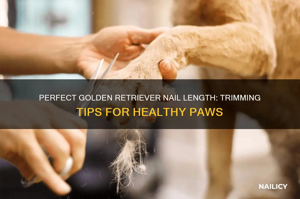 how short should golden retriever nails be
