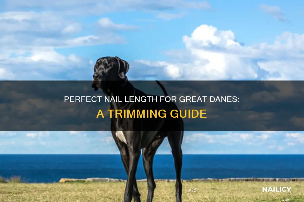 how short should great danes nails be