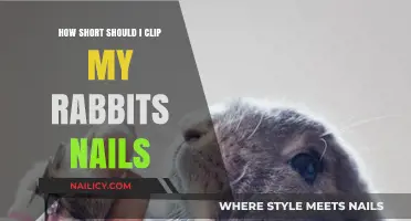 Perfect Rabbit Nail Length: Trimming Tips for Healthy, Happy Paws