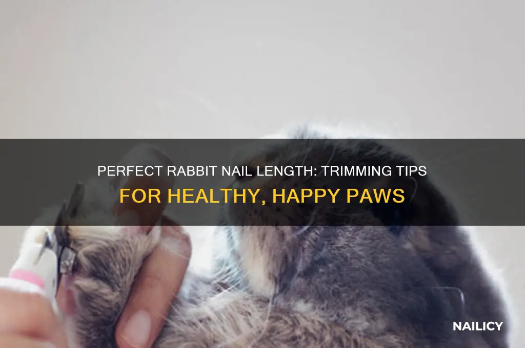 how short should i clip my rabbits nails