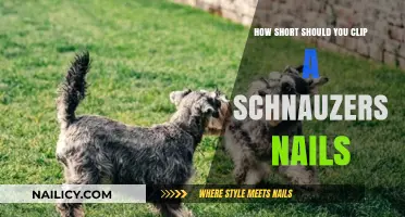Perfect Schnauzer Nail Length: Clipping Tips for Healthy Paws