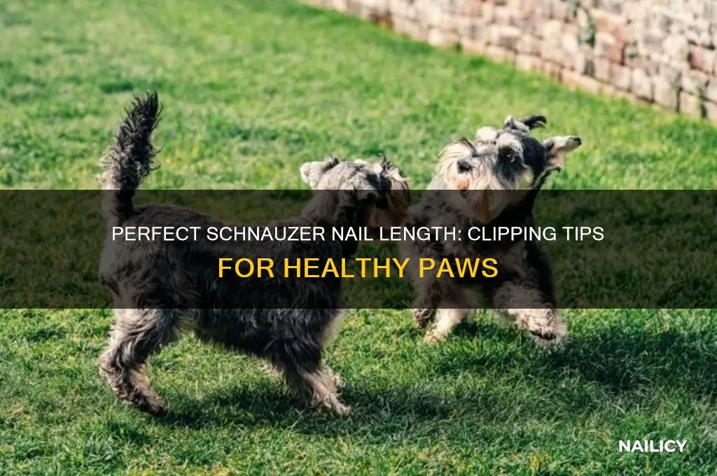 how short should you clip a schnauzers nails