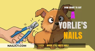Trimming Your Yorlie's Nails: The Perfect Length