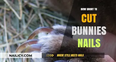 Trimming Bunny Nails: How Short is Too Short?