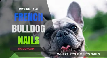 Trimming Nails for French Bulldogs: How Short is Too Short?