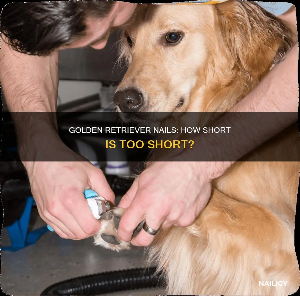 how short to cut golden retriever nails