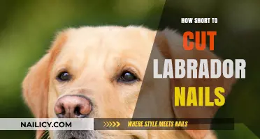 Trimming Nails: Labrador Nail Care Guide