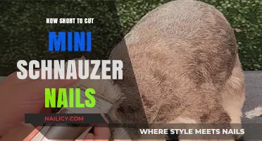 Trimming Mini Schnauzer Nails: The Ideal Length