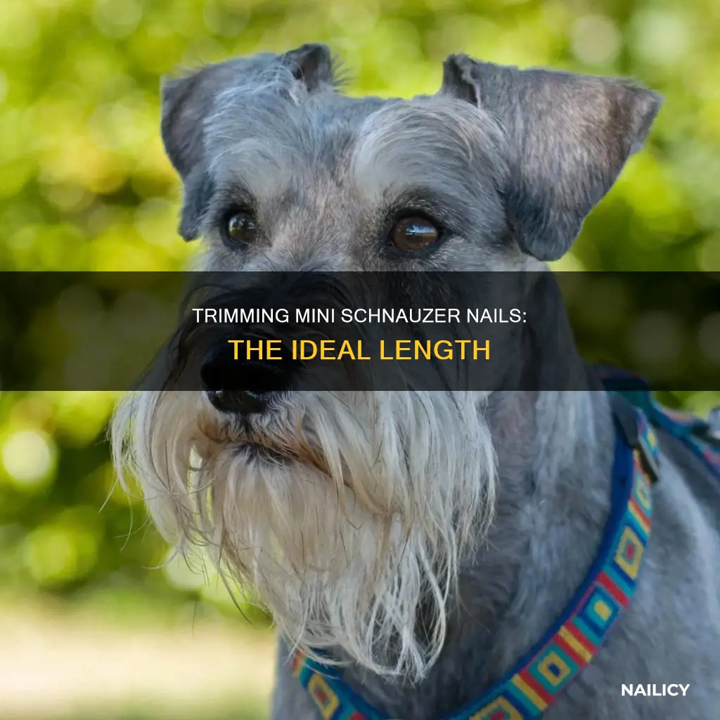 how short to cut mini schnauzer nails