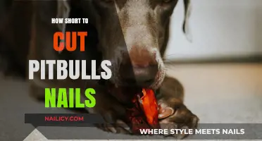 Trimming Nails: A Quick Guide for Pitbull Owners