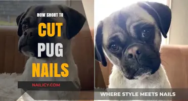 Trimming Pug Nails: The Safe Way
