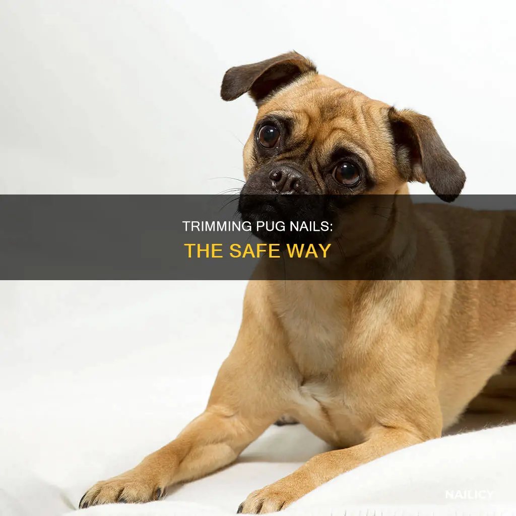 how short to cut pug nails