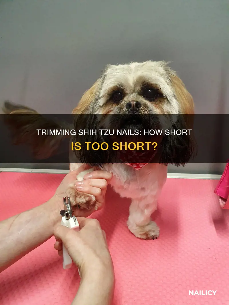 Trimming Shih Tzu Nails: How Short Is Too Short? | Nailicy