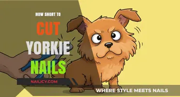 Yorkie Nails: How Short to Trim?