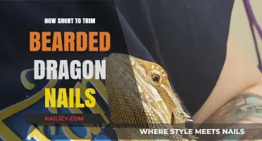 Trimming Your Bearded Dragon's Nails: The Right Length