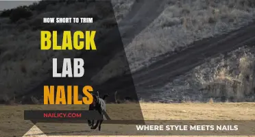 Trimming Black Lab Nails: The Perfect Length