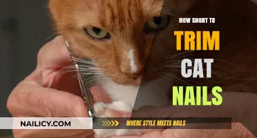 Trimming Cat Nails: How Short is Too Short?