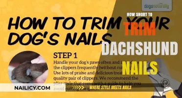 Trimming Your Dachshund's Nails: The Safe Way