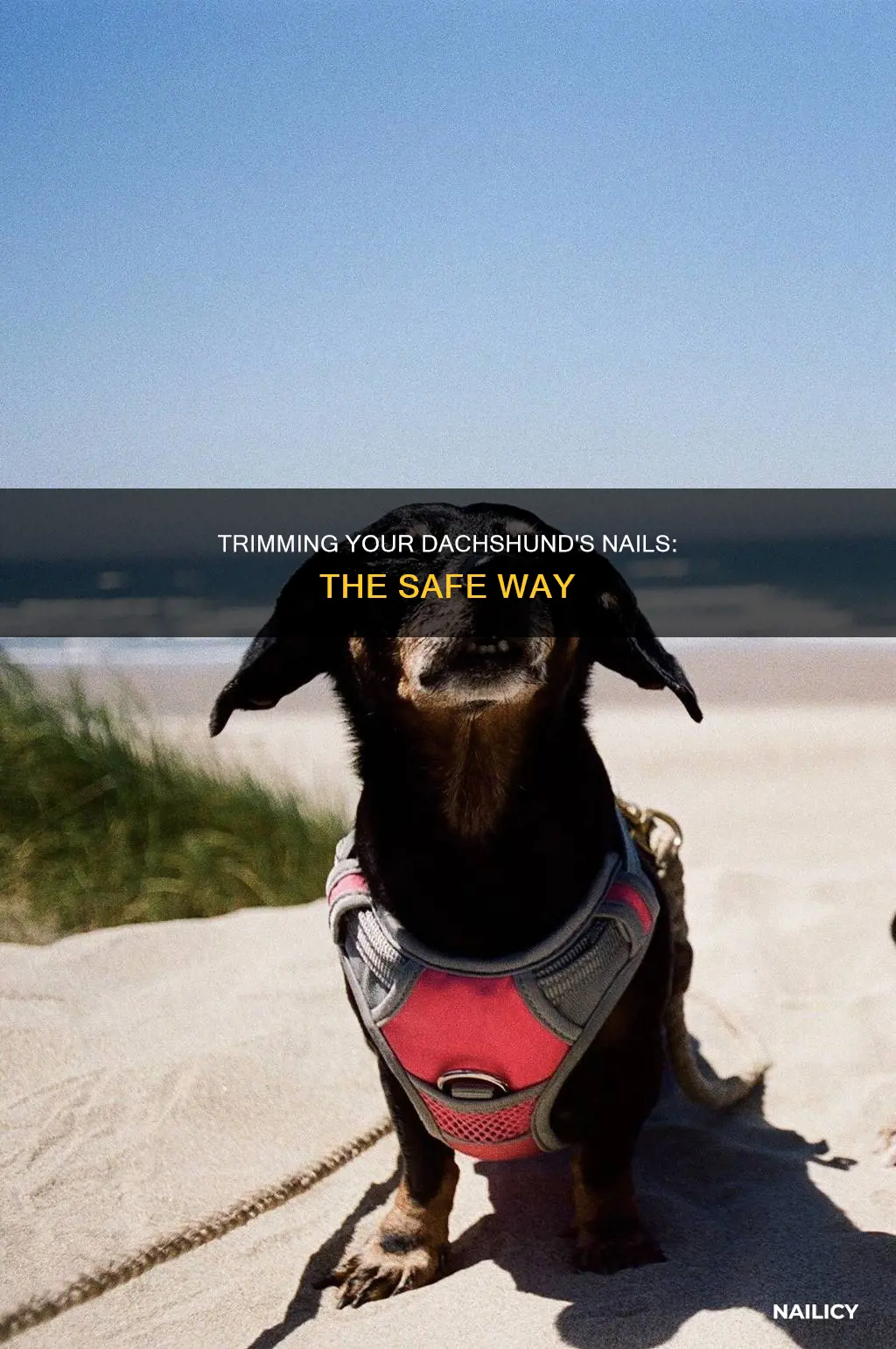 how short to trim dachshund nails