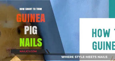 Trimming Guinea Pig Nails: How Short is Too Short?