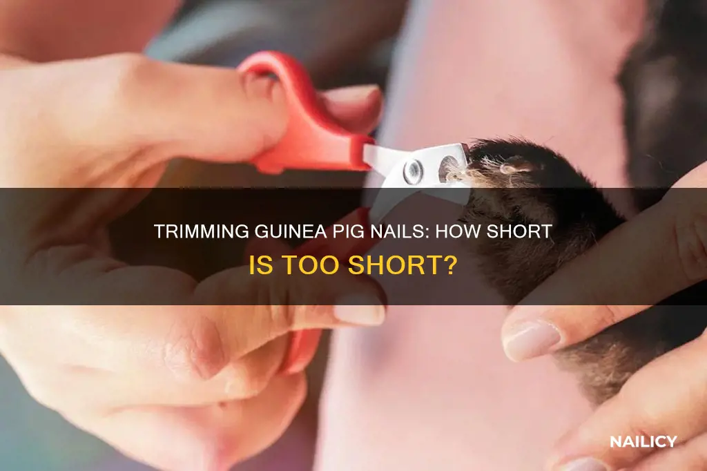 how short to trim guinea pig nails