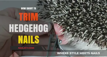 Trimming Hedgehog Nails: How Short is Too Short?