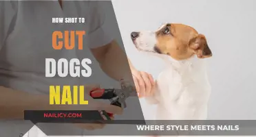 Trimming Dog Nails: A Quick Guide