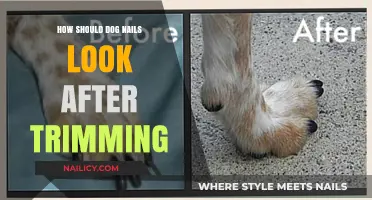 Trimming Dog Nails: What's the Ideal Length?