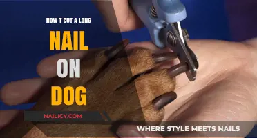 Trimming Your Dog's Nails: A Step-by-Step Guide