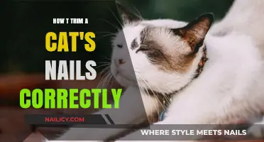 Trimming Your Cat's Nails: The Right Way