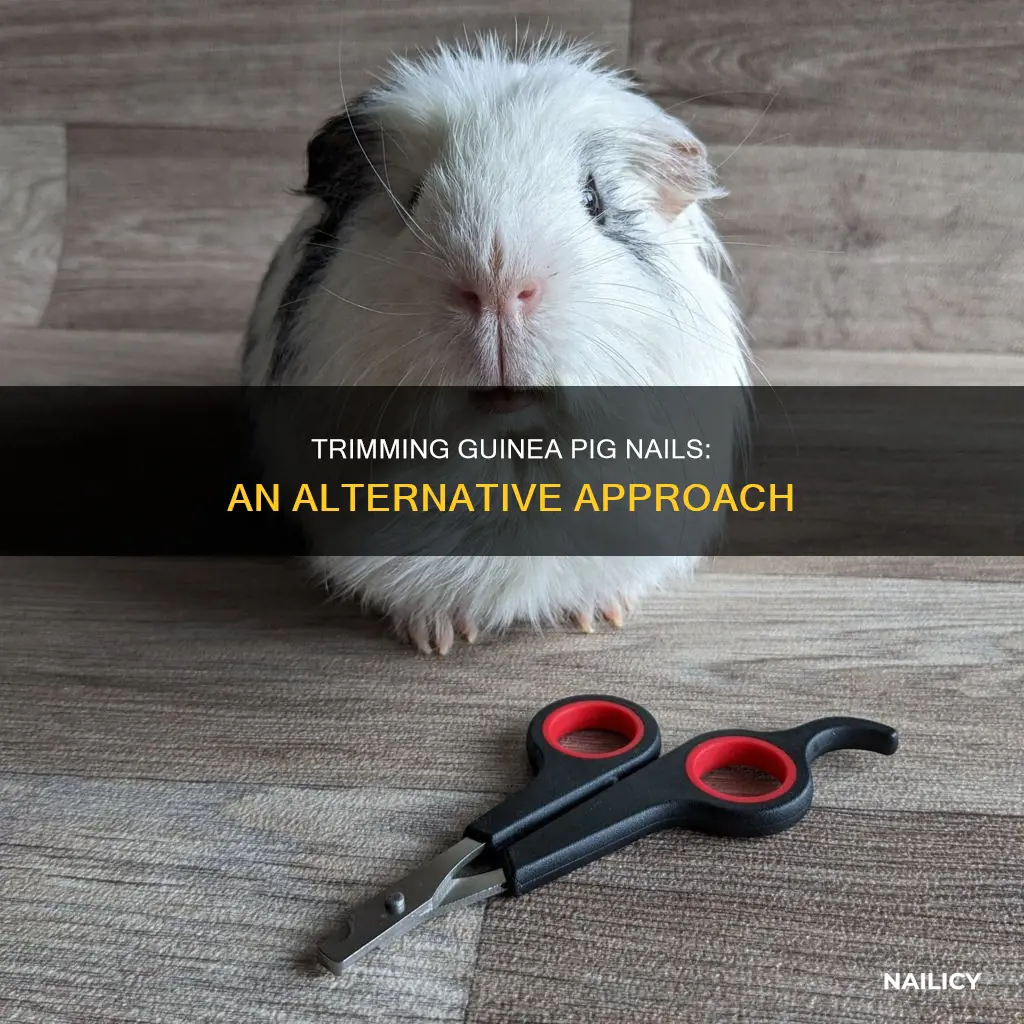 how to avoid cutting guinea pig nails