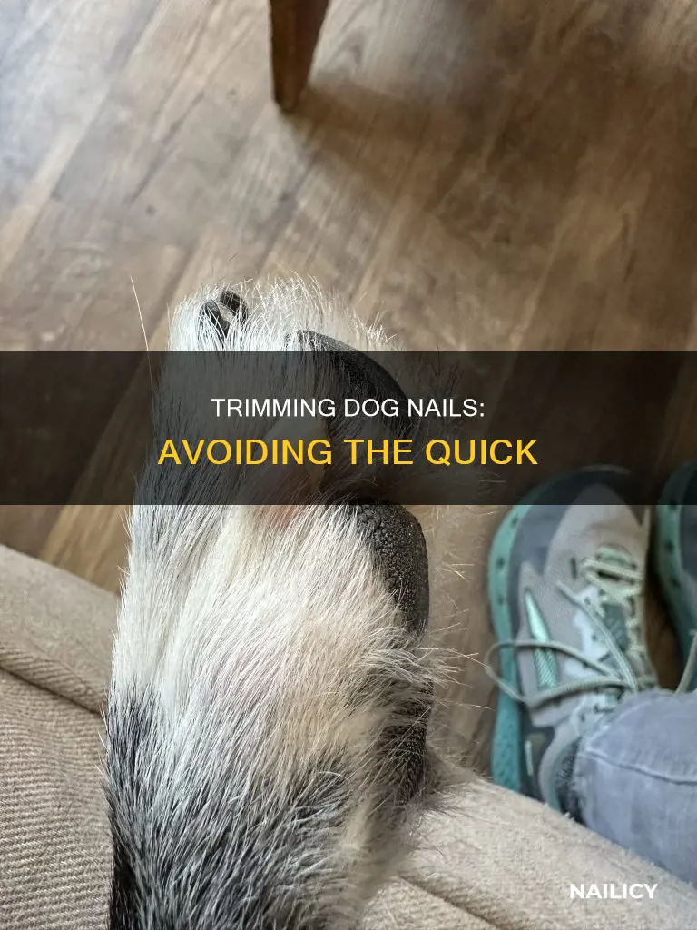 how to avoid the quick when cutting dog