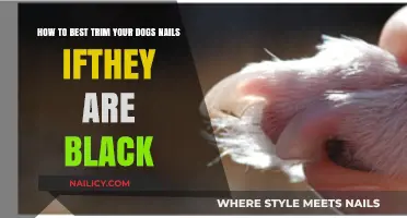 Trimming Black Dog Nails: A Step-by-Step Guide