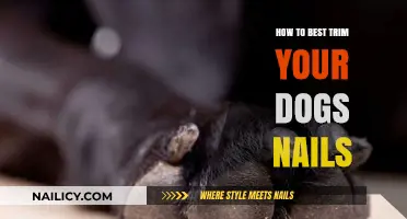 Trimming Your Dog's Nails: A Step-by-Step Guide