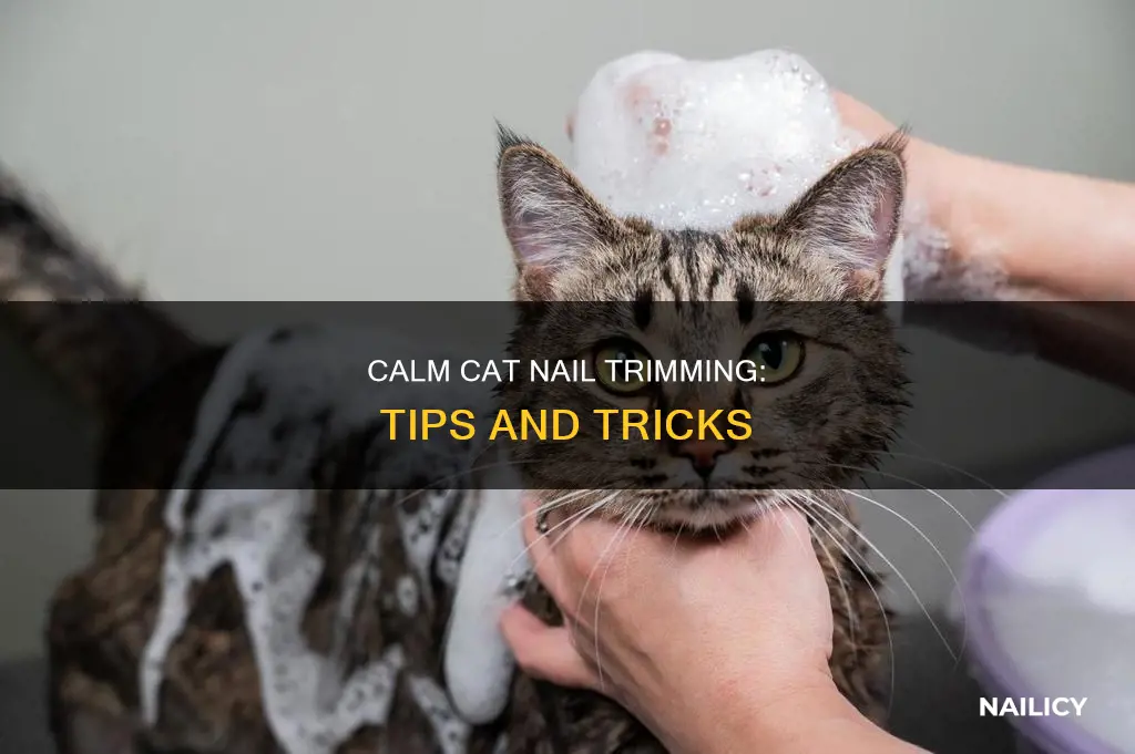how to calm a cat down to cut nails