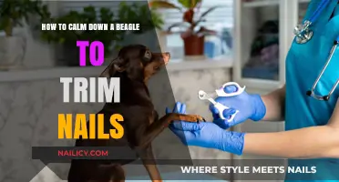 Calmly Trimming Your Beagle's Nails: A Step-by-Step Guide