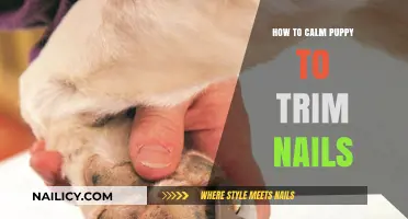 Calm Your Pup for Nail Trims: Tips and Tricks