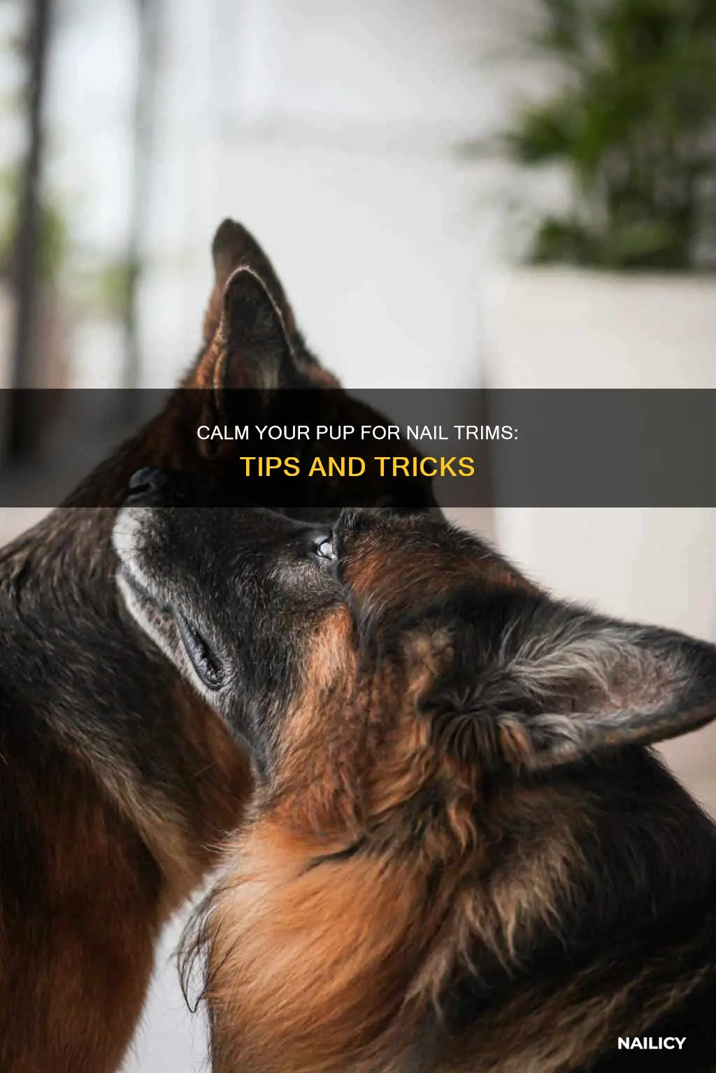 how to calm puppy to trim nails