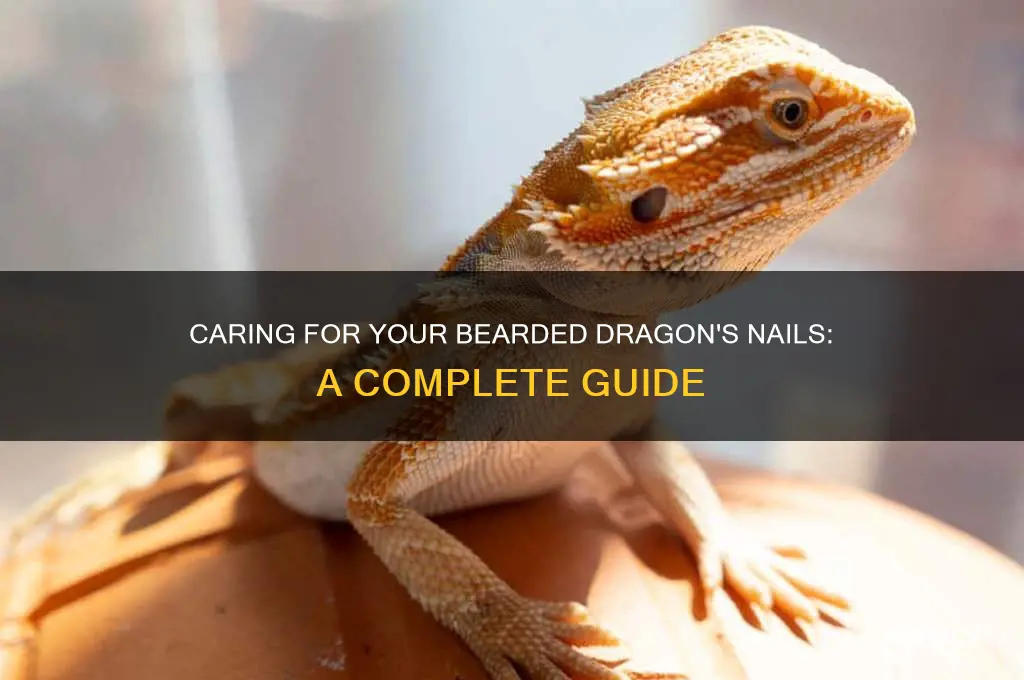 how to care for bearded dragons nails