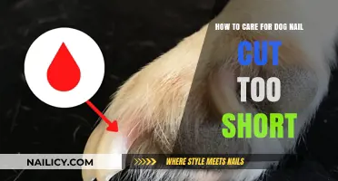Caring for Your Dog's Over-Clipped Nails
