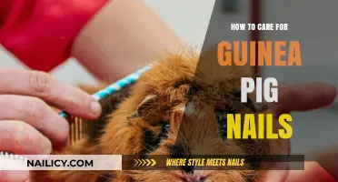 Guinea Pig Nail Care: Essential Tips for Healthy, Trimmed Claws