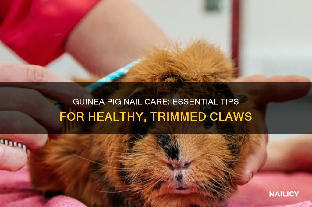 how to care for guinea pig nails