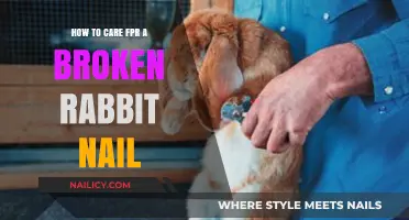 Caring for Your Rabbit’s Broken Nail: A Gentle Healing Guide