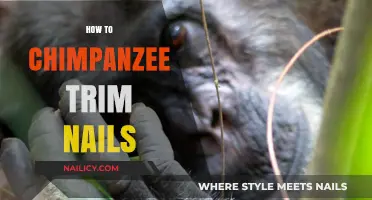 Trimming Chimp Nails: A Safe and Easy Guide