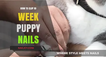 Grooming Your 10-Week Puppy: Easy Nail Clipping Tips for Beginners