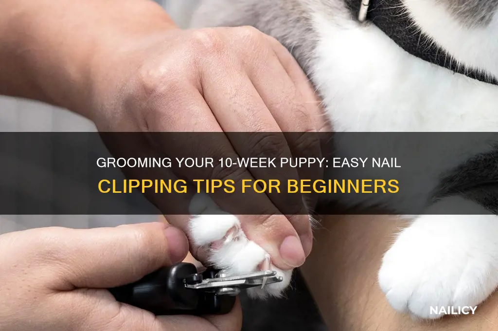 how to clip 10 week puppy nails