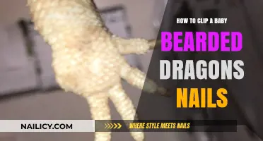 Grooming Your Baby Bearded Dragon: Safe Nail Clipping Guide
